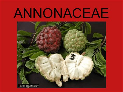 ANNONACEAE