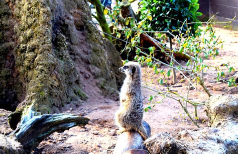 Meerkats The Wordless Or Not So Wordless Wednesday Link Up Claire