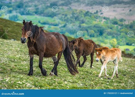 Ponies and Young Pony Foals in Dartmoor National Park Stock Image - Image of animals, landscaoe ...