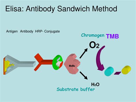 (PDF) O2 Substrate buffer Elisa: Antibody Sandwich Method TMB Chromogen Antigen Antibody HRP ...