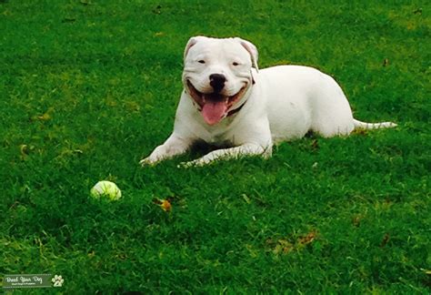 Stud Dog White Staffordshire Bull Terier Breed Your Dog