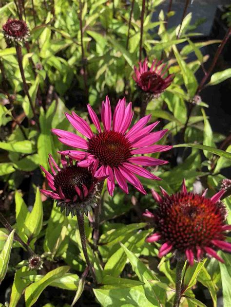 Echinacea Purpurea Fatal Attraction Plantwerk