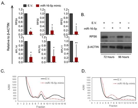 MiR 16 5p Promotes Erythroid Maturation Of Erythroleukemia Cells By