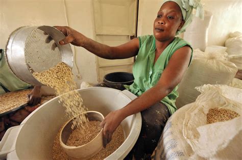 Le niébé un haricot à fort potentiel pour les paysans dAfrique