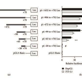 Deletion Analysis Of Fgf Promoter In Hepg And T L Cells