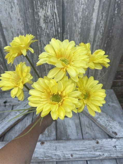 Yellow Paris Daisy Bush Keleas Florals