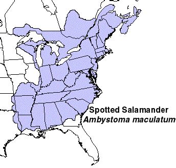 Yellow Spotted Salamander Facts, Habitat, Diet, Life Cycle, Baby, Pictures