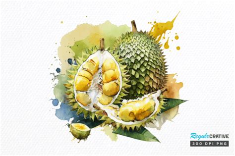 Watercolor Durian Clipart Png Design Graphic By Regulrcrative