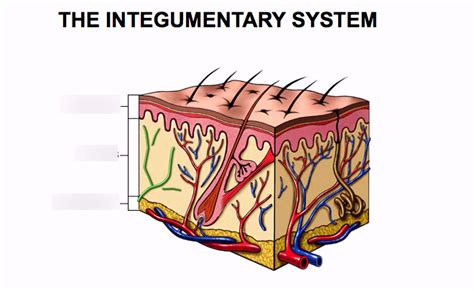 Integumentary System Diagram | Quizlet