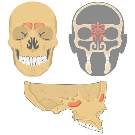 Paranasal Sinuses