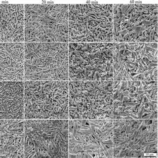 The Interfacial IMC Grain Morphologies On Sn XBi Co X 0 1 5 And