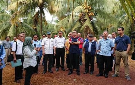 Anim Agro Technology Kelapa Muda Nutrisi Dan Cara Memilihnya