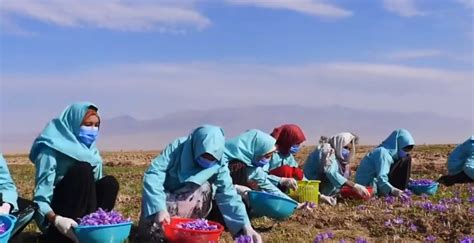 Voices Of Afghan Women In The Food System Struggles Sacrifices And