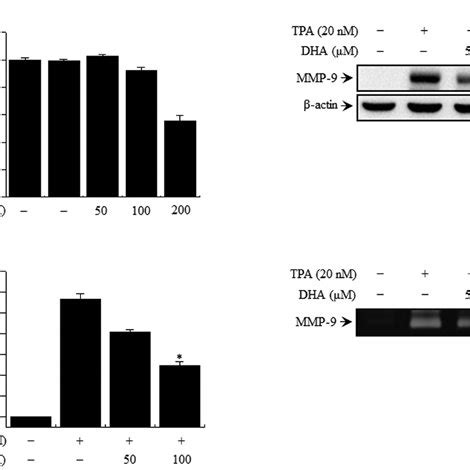 Effect Of DHA On Cell Viability And TPA Induced MMP 9 Expression In