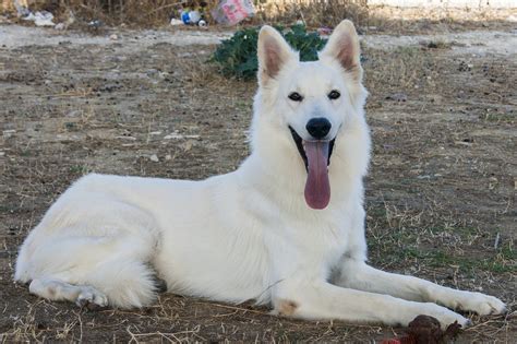 Cachorro Branco Pastor Foto Gratuita No Pixabay Pixabay
