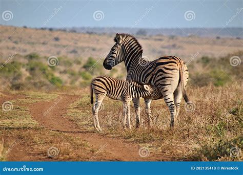 Female Zebra With A Foal Standing In A Grassy Field Stock Photo