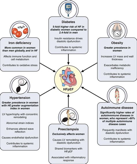 Sex Differences In Cardiovascular Pathophysiology Circulation