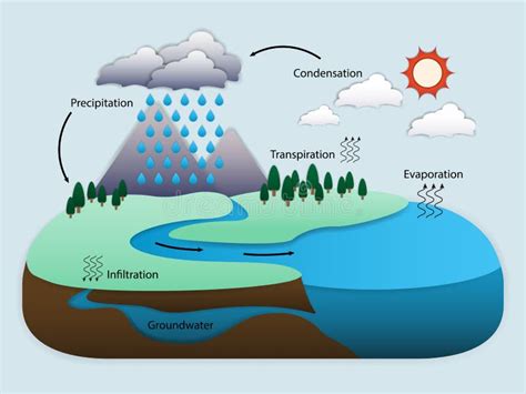 Wasserkreislauf In Der Natur Vektor Abbildung Illustration Von