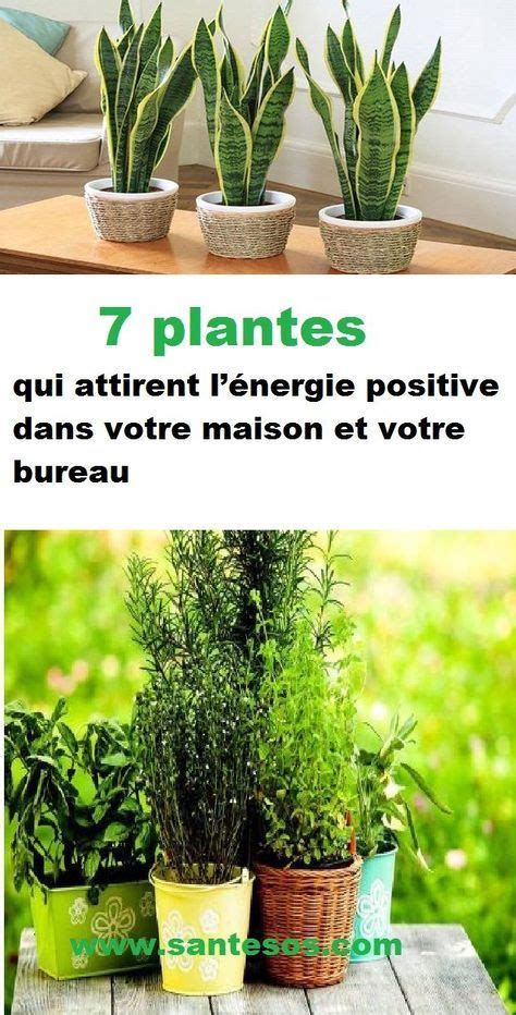 7 plantes qui attirent lénergie positive dans votre maison et votre