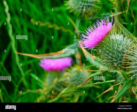 Thistles Scotland Hi Res Stock Photography And Images Alamy