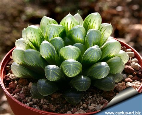 Haworthia Cooperi Alchetron The Free Social Encyclopedia
