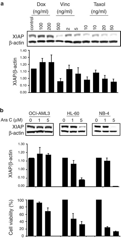 Effects Of Anticancer Drugs On Xiap Protein Expression Xiap Protein