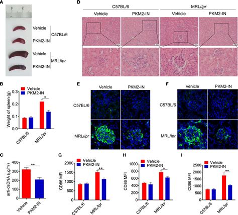 Frontiers Pyruvate Kinase M2 Contributes To Tlr Mediated Inflammation