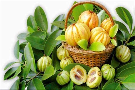 What Is Garcinia Cambogia And Its Effects On Health Vinmec