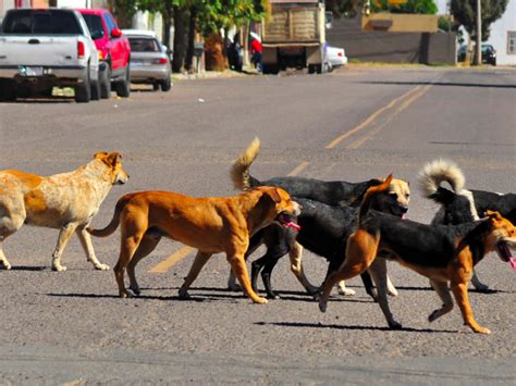 70 De Perros En El Mundo Están En Abandono