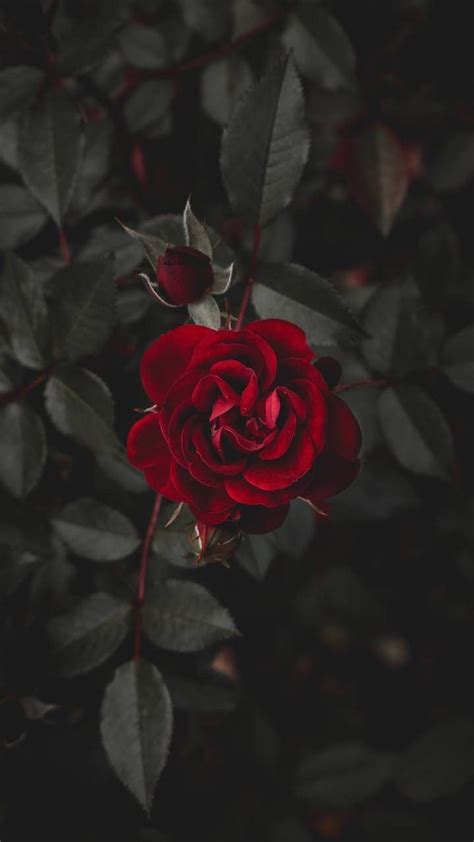 Dark Red Roses Wallpapers on WallpaperDog