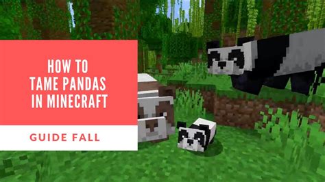 How To Tame Pandas In Minecraft YouTube