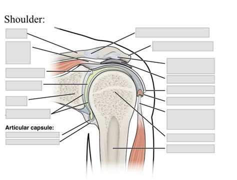 Shoulder Joint Diagram Diagram Quizlet