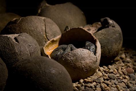Chinese Boy Accidentally Finds 66 Million Year Old Dinosaur Eggs