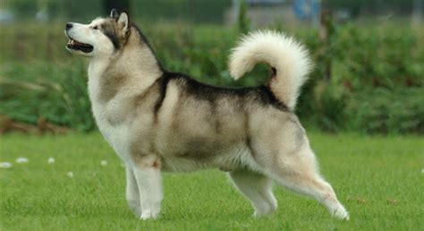 Alaskan Malamute Il Cane Da Slitta Scopri Di Pi Sulla Razza