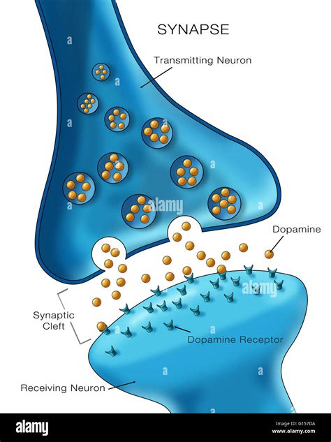 Labeled Diagram Of Synapse