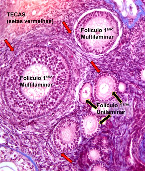 20 33 Aparelho Reprodutor Feminino Histologia Porn Sex Picture