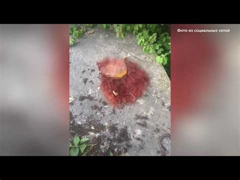 Канибалы из Краснодара - YouTube