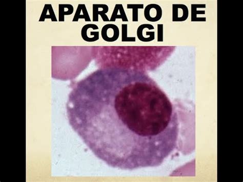 APARATO DE GOLGI - YouTube