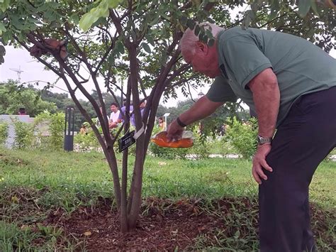 Th Balayong Tree Planting And Nurturing Festival Offers Varied Events