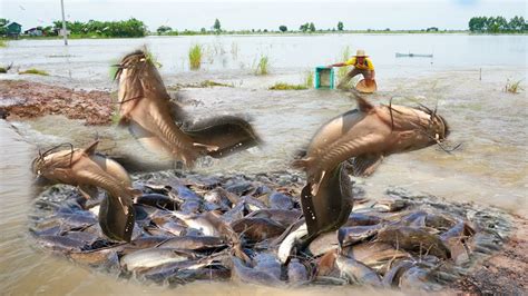 Amazing Fishing The Water Flooded The Way To Catch A Lot Of Fish Youtube