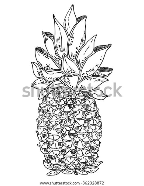 Pineapple Fruit Vector Black White Illustration Vector De Stock Libre De Regalías 362328872