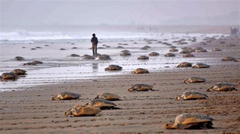 Dolphins Spotted At Olive Ridley Turtles Nesting Site In Ganjam Coast