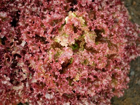 Lollo Rosso Farm Lettuce Red Fresh Bio Curly Lactuca Sativa Harvest