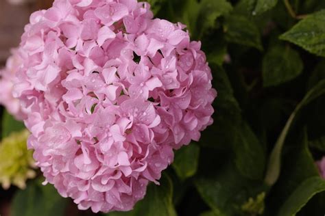 Hortensia Macrophylla Hortensia Rosa De Hojas Grandes Primer Plano Con