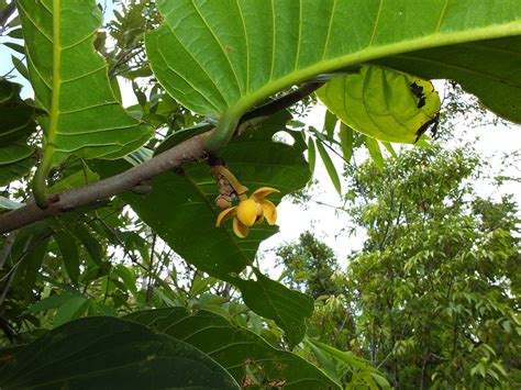 Uvaria Plant Annonaceae Image At Phytoimages Siu Edu