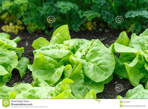 Cultivo Verde De La Lechuga En Un Invernadero Imagen De Archivo