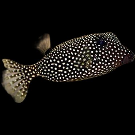 Black Boxfish - available online at Aquarium Fish Depot