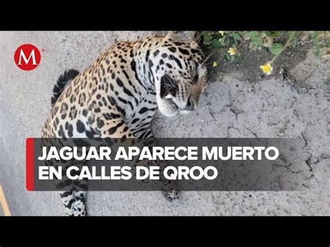 Triste Hallazgo Jaguar Sin Vida En La Carretera Federal De Playa Del