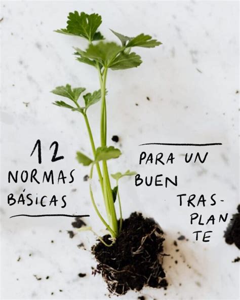 Cuál es la mejor época para trasplantar plantas Ecologia Cotidiana