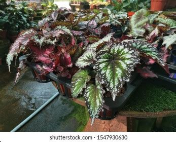 Begonia Rex Putz Royalty Free Images Stock Photos Pictures